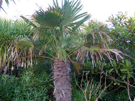 palmier à Montfarville, gîte de Sonneville à Montfarville Normandie